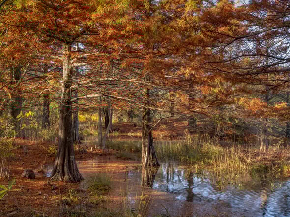 022 Woodland Garden