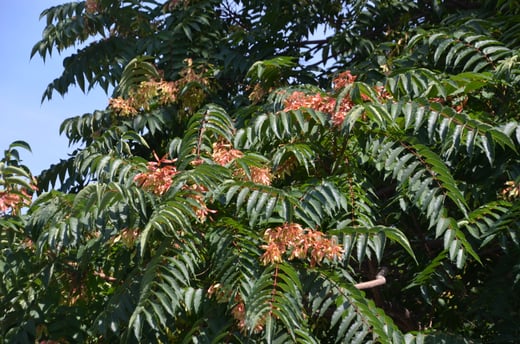 Ailanthus altissima 5