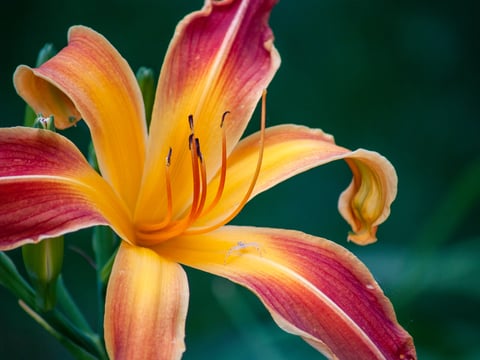 mary-hammel-IrIv16ixQxg-unsplash